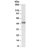 Western blot testing of rat retina lysate with ATP1B1 antibody at 0.1ug/ml. Predicted molecular weight: ~35/45-50kDa (unmodified/glycosylated).