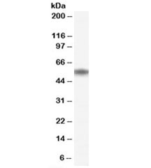Western blot testing of human bone marrow lysate with NAC1 antibody at 0.5ug/ml. Predicted molecular weight: ~57kDa.