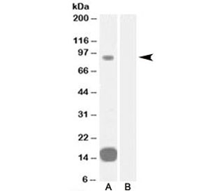 Western blot testing of human heart lysate with GRAF antibody at 0.3ug/ml with [B] and without [A] blocking/immunizing peptide. Predicted molecular weight: ~92kDa.~