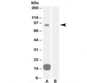 Western blot testing of human heart lysate with GRAF antibody at 0.3ug/ml with [B] and without [A] blocking/immunizing peptide. Predicted molecular weight: ~92 kDa.