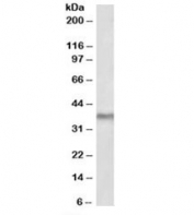 Western blot of mouse liver lysate with POLDIP2 antibody at 2ug/ml. Predicted molecular weight: ~42kDa, observed here at ~37kDa.