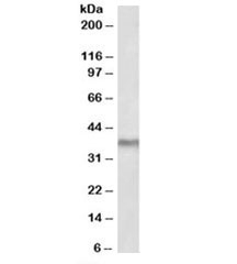Western blot of mouse liver lysate with POLDIP2 antibody at 2ug/ml. Predicted molecular weight: ~42kDa, observed here at ~37kDa.