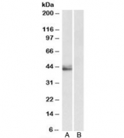 Western blot testing of human placenta lysate with SERPINB1 antibody at 0.5ug/ml with [B] and without [A] blocking/immunizing peptide. Predicted/observed molecular weight: ~43kDa.