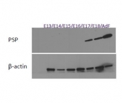 Western blot of mouse mandibular gland cell lysates with Psp antibody at 1ug/ml. Response seen at E17 and onwards. Predicted/observed molecular weight: ~25kDa.