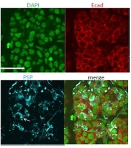 ICC testing of mouse submanidbular gland cells (in blue) with Psp antibody at 4ug/ml (counter staining of E-cadherin in red and nuclear in green).~