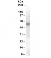 Western blot testing of U937 lysate with LYN antibody at 0.1ug/ml. Predicted molecular weight ~58 kDa (isoform 1).