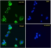 IF/ICC testing of human HepG2 cells with Alexa Fluor 488 secondary (1ug/ml) and Doublecortin antibody (green, 5ug/ml). Blue = DAPI nuclear counterstain.