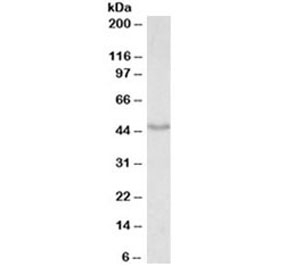 Western blot testing of mouse fetal brain lysate with Doublecortin antibody at 0.01ug/ml. Predicted molecular weight: 40-50 kDa.