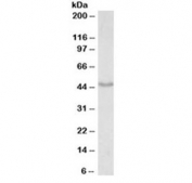 Western blot testing of mouse fetal brain lysate with Doublecortin antibody at 0.01ug/ml. Predicted molecular weight: 40-50 kDa.