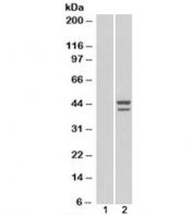 Western blot of HEK293 lysate overexpressing IRF2 probed with IRF2 antibody (mock transfection in lane 1). Estimated/observed molecular weight: ~39/39-50kDa.