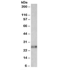 Western blot testing of mouse thymus lysate with Ephrin A1 antibody at 0.01ug/ml. Predicted molecular weight: ~24kDa.