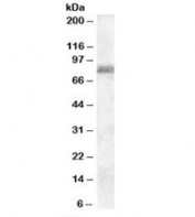 Western blot testing of human cerebellum lysate with ZRANB1 antibody at 0.1ug/ml. Predicted/observed molecular weight: ~80kDa.
