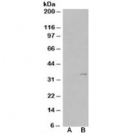 Western blot of HEK293 lysate overexpressing TIM-3 probed with TIM-3 antibody (mock transfection in lane A). Predicted molecular weight ~33kDa.