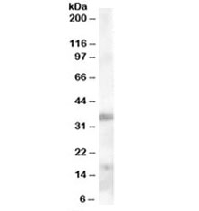 Western blot testing of human tonsil lysate with TIM-3 antibody at 0.3ug/ml. Predicted molecular weight ~33kDa.~
