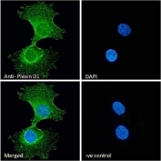 Immunofluorescent staining of fixed and permeabilized human HeLa cells with Plexin D1 antibody (green) at 10ug/ml and DAPI nuclear stain (blue).