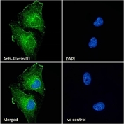 Immunofluorescent staining of fixed and permeabilized human U-251 cells with Plexin D1 antibody (green) at 10ug/ml and DAPI nuclear stain (blue).