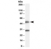 Western blot testing of human cerebral cortex lysate with TMPRSS5 antibody at 0.5ug/ml. Predicted/observed molecular weight: ~50 kDa.