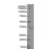 Western blot testing of human heart lysate with CREM antibody at 3ug/ml. Predicted molecular weight: ~33 kDa.