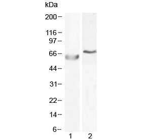 Western blot testing of human 1) A549 and 2) HepG2 cell lysate with POLL antibody at 0.5ug/ml and 1ug/ml, respectively. Predicted molecular weight ~63 kDa.