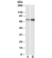 Western blot of mouse (A) and rat (B) small intestine lysates with XPNPEP1 antibody at 0.1ug/ml. Predicted molecular weight: ~70/67/75/72kDa (isoforms 1-4).