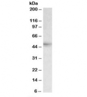 Western blot testing of human liver lysate with HCP1 antibody at 0.3ug/ml. Predicted molecular weight: ~50kDa.