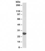 Western blot testing of human liver lysate with biotinylated Triosephosphate isomerase antibody at 0.03ug/ml. Predicted molecular weight: ~26kDa.
