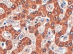 IHC testing of FFPE human liver with Syntenin 2 antibody at 4ug/ml. HIER: steamed with pH6 citrate buffer, HRP-staining.