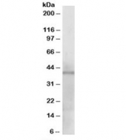 Western blot testing of human heart lysate with KLF3 antibody at 1ug/ml. Predicted molecular weight: ~40kDa.