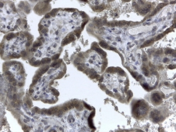 IHC testing of FFPE human placenta with EVC2 antibody at 2 ug/ml. HIER: steamed with pH6 citrate buffer, HRP-staining.