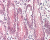 IHC testing of FFPE human small intestine with STAP2 antibody at 3.75ug/ml. HIER: steamed antigen retrieval with pH6 citrate buffer; AP-staining.