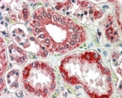 IHC staining of FFPE human kidney with RanBP1 antibody at 4ug/ml. HIER: steamed with pH6 citrate buffer, AP-staining.