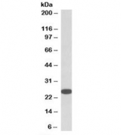 Western blot testing of HeLa lysate with RanBP1 antibody at 0.05ug/ml. Expected molecular weight: 23-26 kDa.