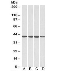 Western blot testing of A) HepG2, B) HeLa, C) Jurkat and D) MCF7 lysates with RAE1 antibody at 0.1ug/ml. Predicted molecular weight: ~41kDa.