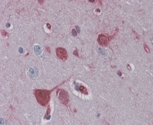 IHC staining of FFPE human brain cortex with RAE1 antibody at 4ug/ml. HIER: steamed with pH6 citrate buffer, AP-staining.