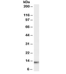 Western blot testing of human thymus lysate with MIF antibody at 0.01ug/ml. Predicted molecular weight ~13kDa.