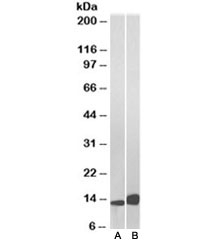 Western blot of Daudi (A) and Jurkat (B) lysate with MIF antibody at 0.01ug/ml. Predicted molecular weight ~13kDa.