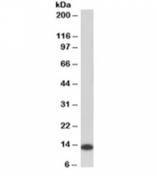 Western blot testing of human Daudi lysate with MIF antibody at 0.2ug/ml. Predicted molecular weight ~13kDa. An NAP blocker was used in place of non-fat milk as blocking solution and diluent. (1)