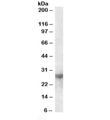 Western blot testing of mouse heart lysate with Galectin-3 antibody at 0.5ug/ml. Predicted molecular weight ~26kDa.