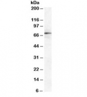 Western blot testing of human spleen lysate with Moesin antibody at 1ug/ml. Predicted molecular weight ~68 kDa but routinely observed at 68-78 kDa.