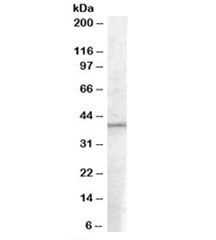 Western blot testing of A549 lysate with EIF3M antibody at 0.1ug/ml. Predicted molecular weight: ~42kDa.~