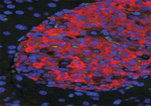 Immunofluorescence testing of islets in mouse pancreas with UNC5C antibody at 50ug/ml (red) and DAPI nuclear counterstain (blue). HIER: citrate buffer.~