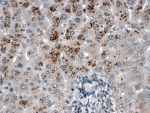 IHC testing of FFPE human liver with USP15 antibody at 2ug/ml. HIER: steamed with pH6 citrate buffer, HRP-staining.