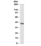 Western blot of peripheral blood lymphocyte lysate with GNAQ antibody at 0.1ug/ml. Predicted molecular weight ~42kDa.