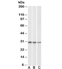 Western blot of human Jurkat (A), HeLa (B) and mouse NIH3T3 (C) lysates with CAPZB antibody at 0.01ug/ml. Predicted molecular weight: ~30kDa.~