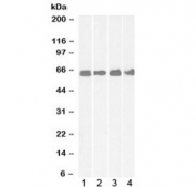 Western blot testing of 1) human colon, 2) human cerebellum, 3) rat brain and 4) mouse spinal cord lysate with CRF1 antibody at 1ug/ml. Predicted molecular weight: ~48/60-70 kDa (unmodified/glycosylated).