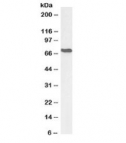 Western blot testing of mouse NIH3T3 lysate with AIFM1 antibody at 0.1ug/ml. Predicted molecular weight: ~67 kDa.