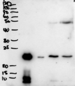 Western blot testing of secretions from human primary airway cells in culture (lanes 1 and 2), and in human bronchoalveolar lavage fluid (lanes 3 and 4) with PLUNC antibody at 2ug/ml.