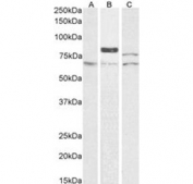 Western blot of A549 lysate with TG2 antibody at 0.1ug/ml. Predicted molecular weight: ~78kDa, observed here at ~85kDa.