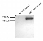 Western blot testing of MCF7 overexpressing human UGT8 with UGT8 antibody at 1ug/ml [mock transfection in first lane].