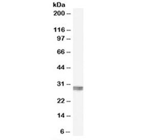 Western blot testing of human kidney lysate with CLIC4 antibody at 0.1ug/ml. Predicted molecular weight: ~29kDa.